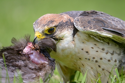 lanner valk (Falco biarmicus) 6-2016 0940